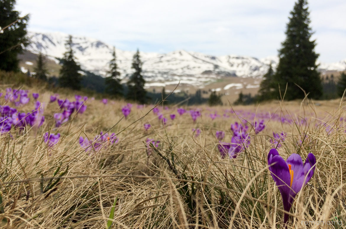 Munţii Rodnei: Pasul Prislop – Cascada Cailor